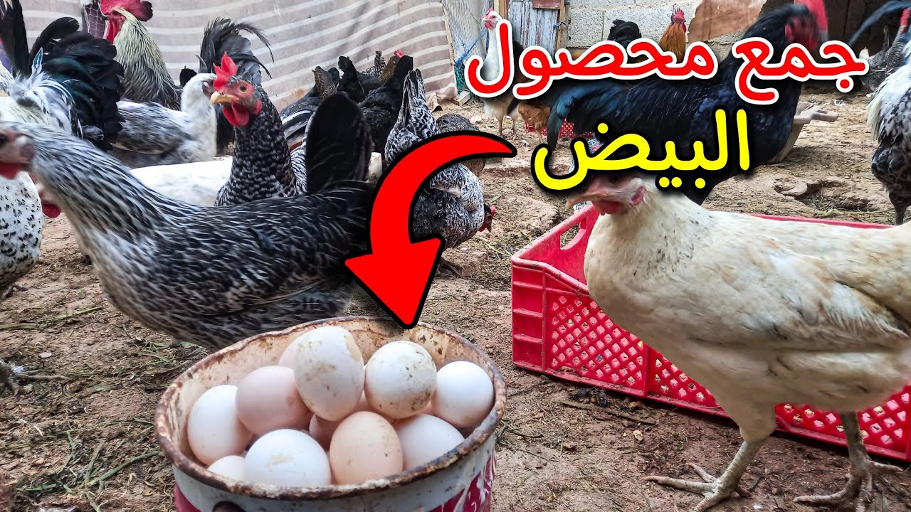 جمع محصول بيض الدجاج 🐓 تربية الدجاج البياض 🐣
