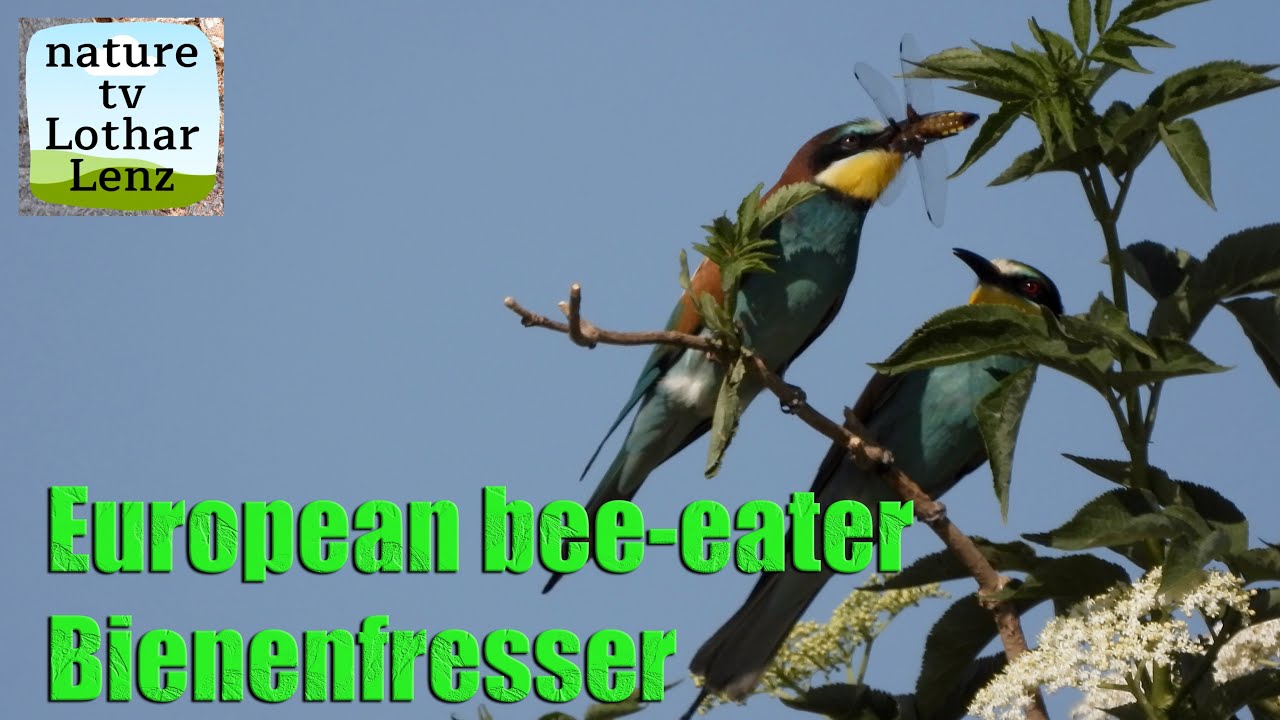 Bienenfresser mit Plattbauch-Libelle als Brautgeschenk. European bee-eater. Eifel, Germany