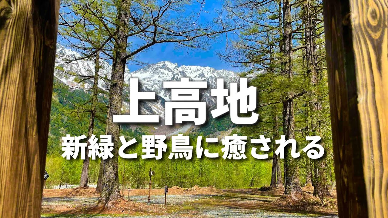 【癒しの上高地】大正池から河童橋そして明神を散策しながらバードウォッチングと野鳥撮影　穂高連峰の絶景　嘉門次小屋で定食