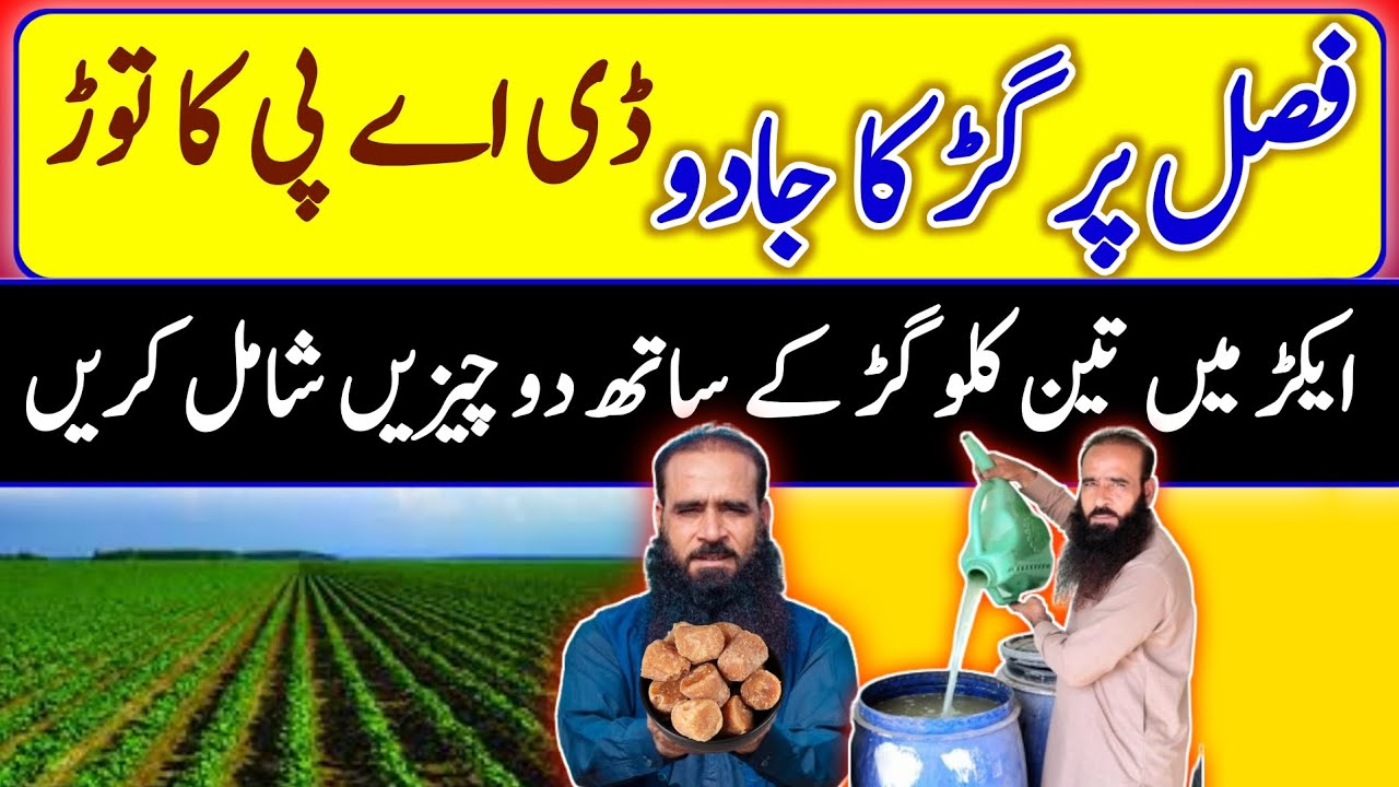 Jaggery Benefits | Organic Agriculture | Healthy Soil |@ATC Organic
