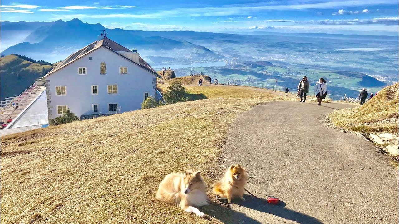 142. Sightseeing around Switzerland with my dogs