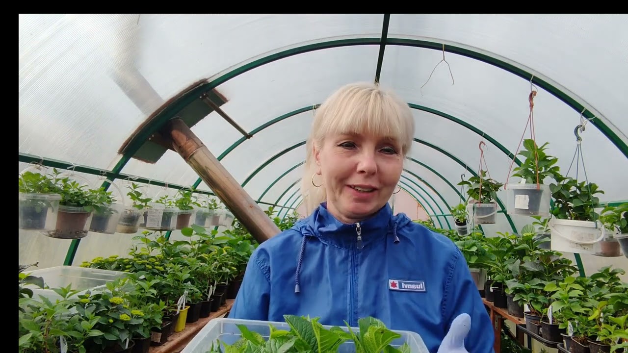 18.04.25.Прошел месяц с момента черенкования 🌱🌱🌱Есть ли корни?