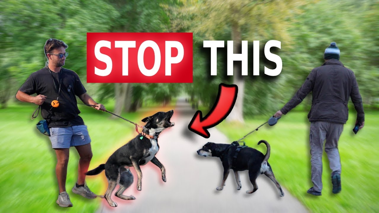 REACTIVE DOG TUTORIAL: Fix Barking and Lunging at Other Dogs