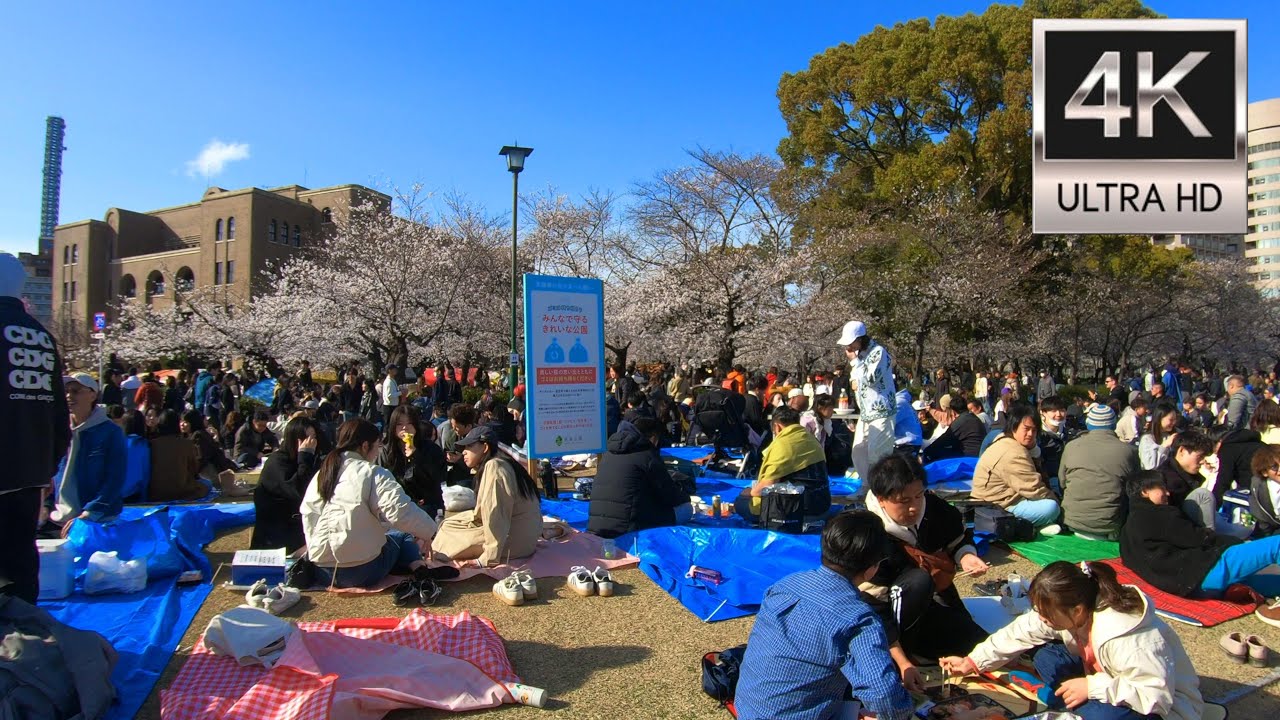 鶴舞公園桜まつり2025 名古屋・お花見散歩 Cherry blossom viewing at Tsuruma Park in Nagoya, Japan