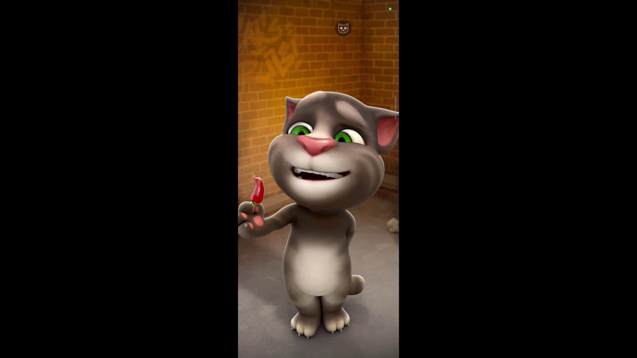 My tom cat p 4 funny tom