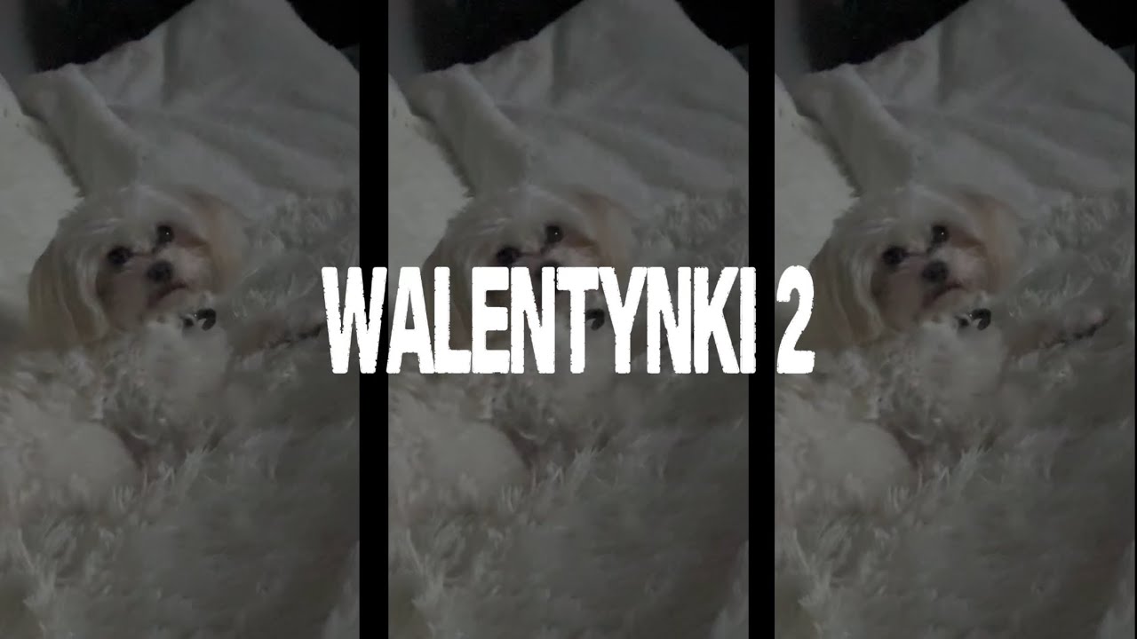 Moneyrain Qoobo - WALENTYNKI 2 (Music Video)