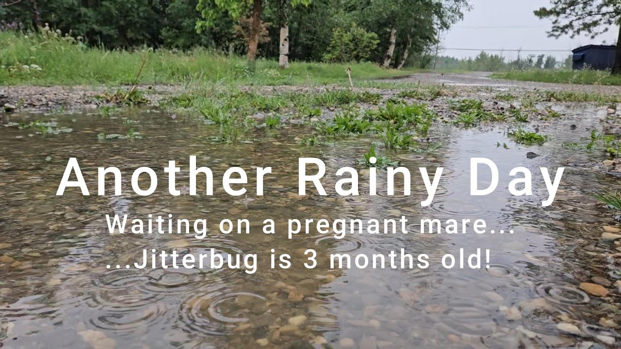 The Cutest Foal Ever | Pregnant Mare Update | Rainy Day on a Small Farm