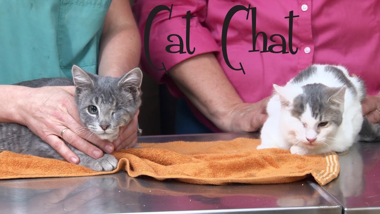 Cat Chat: Eye Enucleation