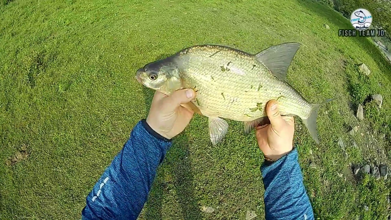 Rzeczne Leszcze oraz duża płoć | Feeder rzeczny w Holandii.