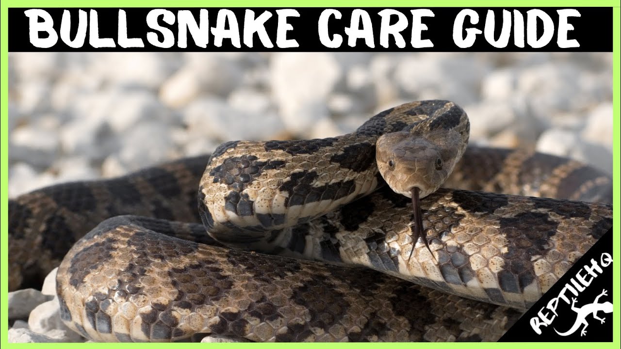 How To Care For Your New Bull Snake Pet!
