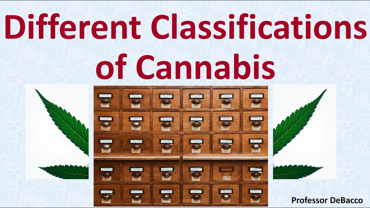 Different Classifications of Cannabis
