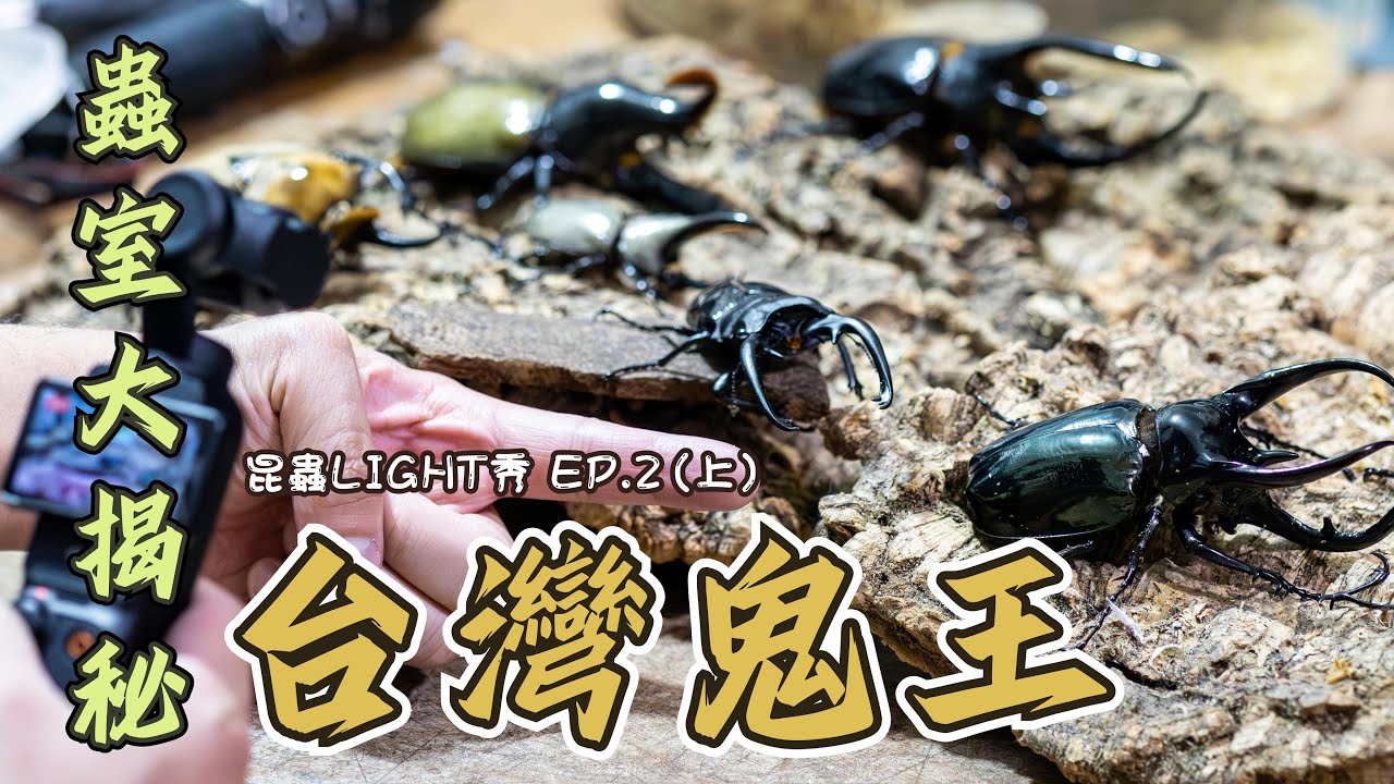 【台灣鬼王-藏極詠歌蟲室參訪】台灣之光鬼艷鍬形蟲以及牠的出處！【昆蟲LIGHT秀 EP.2（上集）】｜衝山蛇What The Sssnake! —— 台灣昆蟲系列