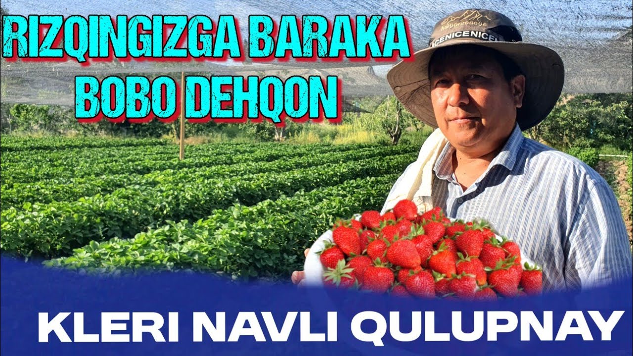 KO'RIB KO'ZINGIZ QUVNAYDI. KLERI NAVI