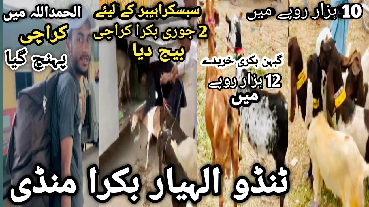 Tando allahyar Bakra Mandi latest update 27 February 2025 || Bakra Mandi 2025