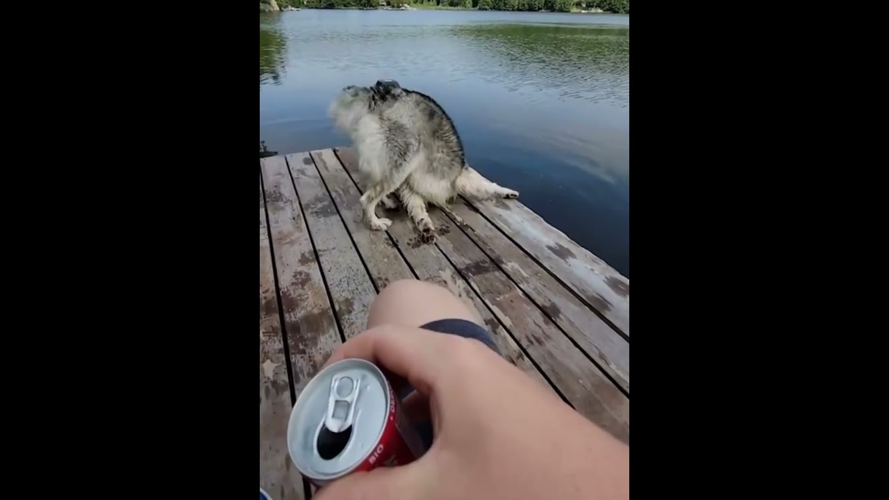 Dogs love water more than their own lives.#dog #dogs #dogfunny #fyp #funny #pet