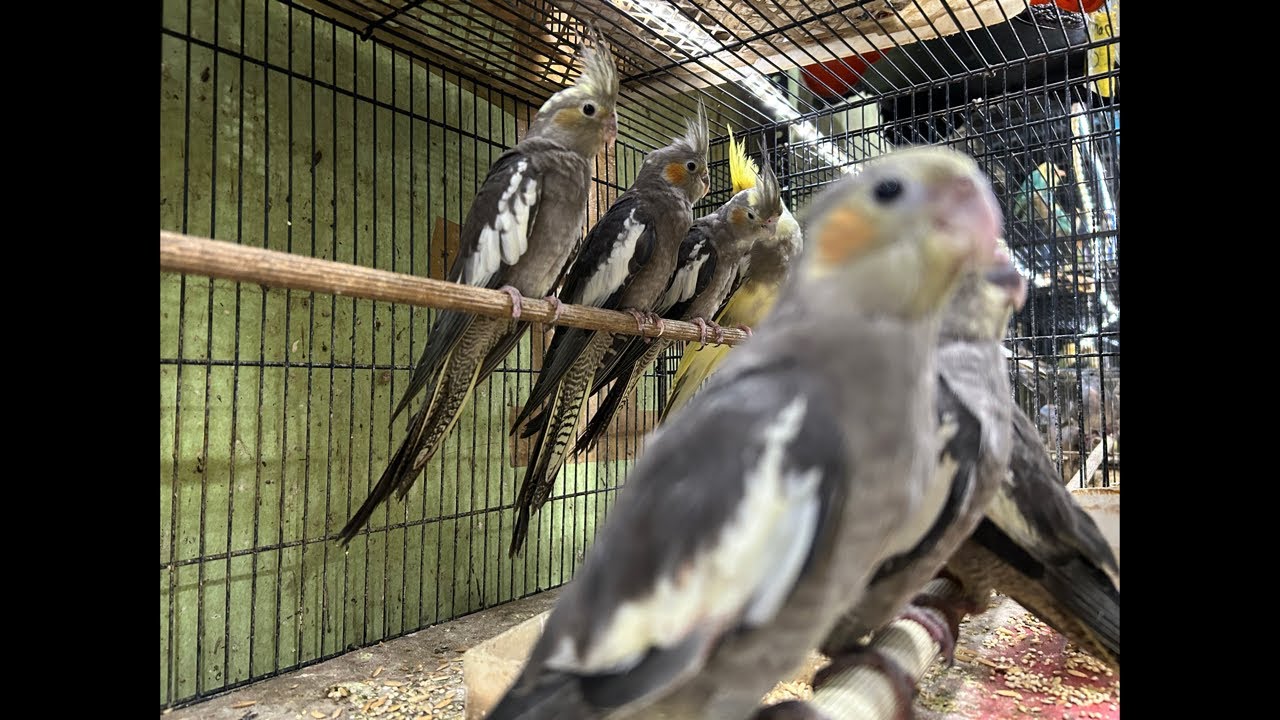 Update Stock Toko Burung Mbak Dwi Sidoarjo Sabtu 21 Februari, Juga Trima Setor Burung 089628101130