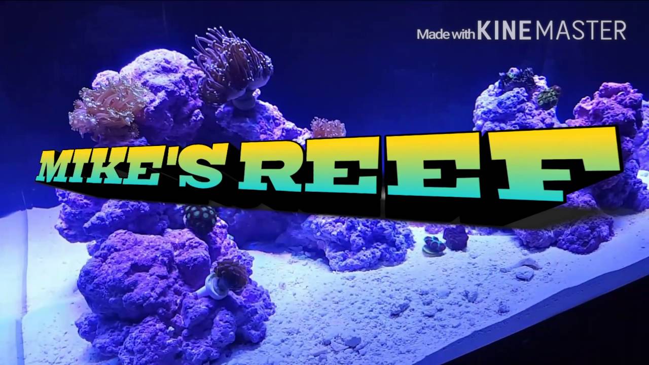 Bleached bubble tipped anemone's