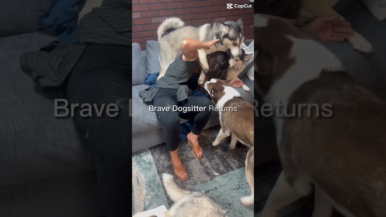Dogsitter's Back: Wrestling Mode 🐾 🐶 #shorts #huskies #dogs
