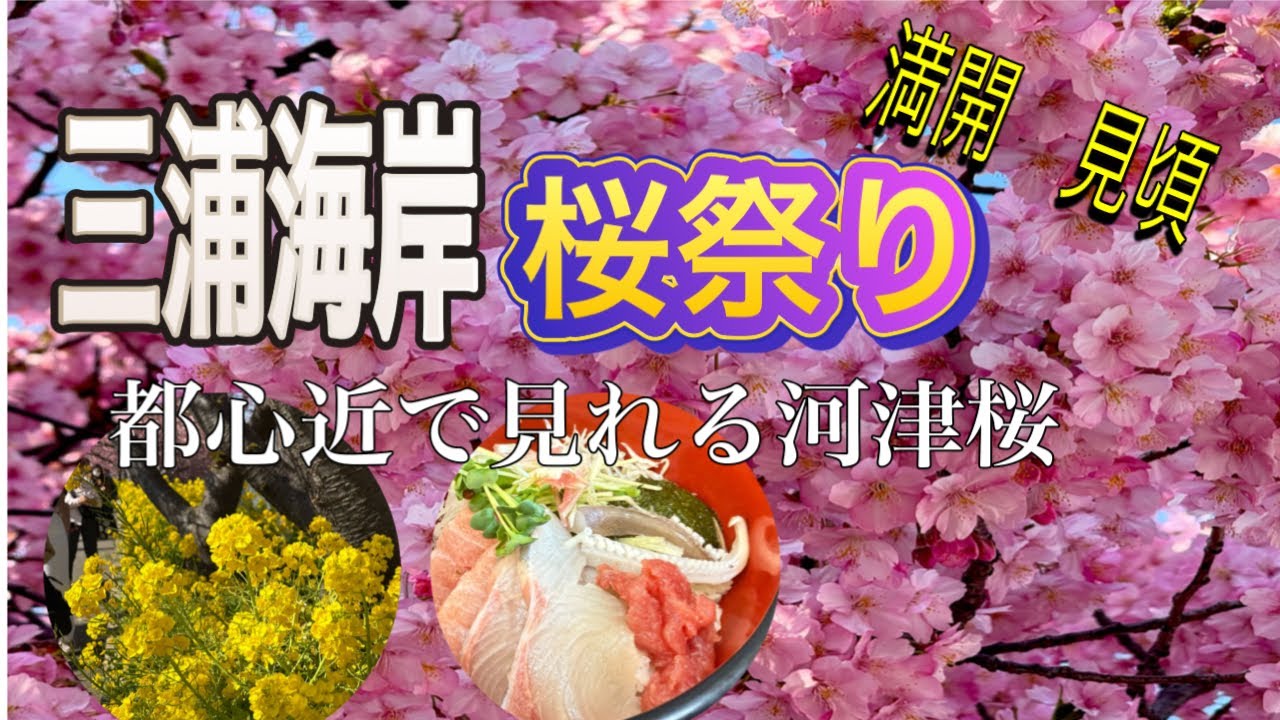 【三浦海岸の河津桜】女子旅2025年2月28日最新映像です。満開見頃の都心近の三浦海岸河津桜が超満開です。