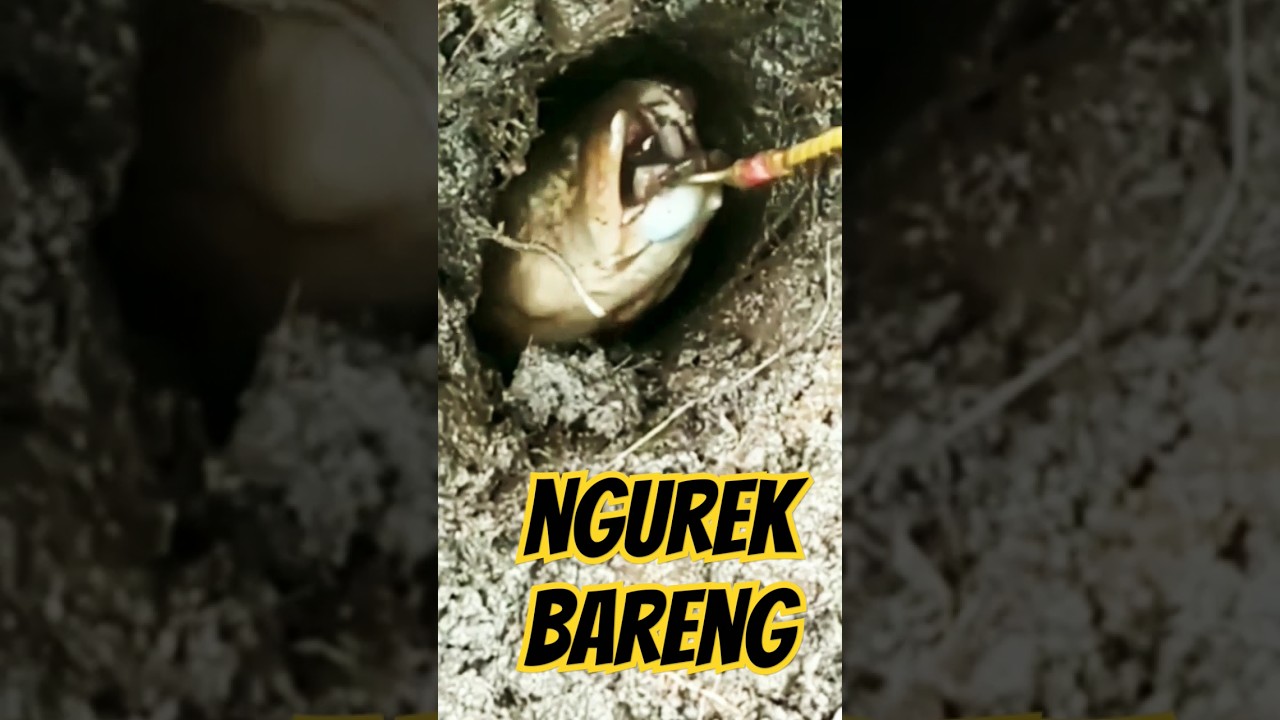 MENDEBARKAN!!!!! KETIKA UMPAN DITARIK BELUT BABON 