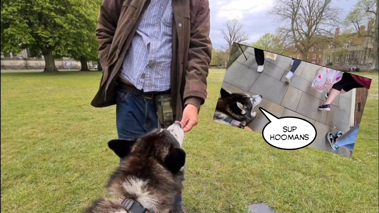 Embarrassing Husky makes lots of new friends where ever he goes