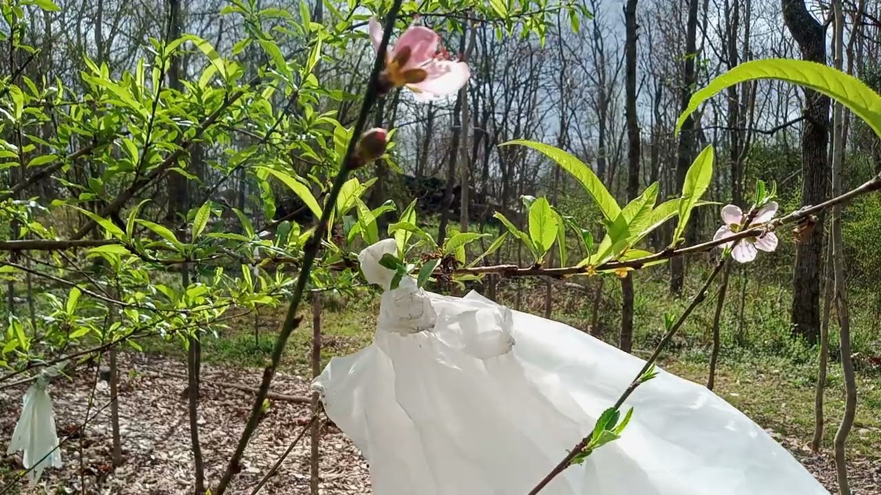 Standing at the Peach Tree: What the Land Taught Me About Real Hoodoo 