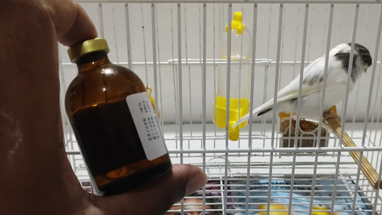 Três formas de acabar com a rouquidão do seu pássaro