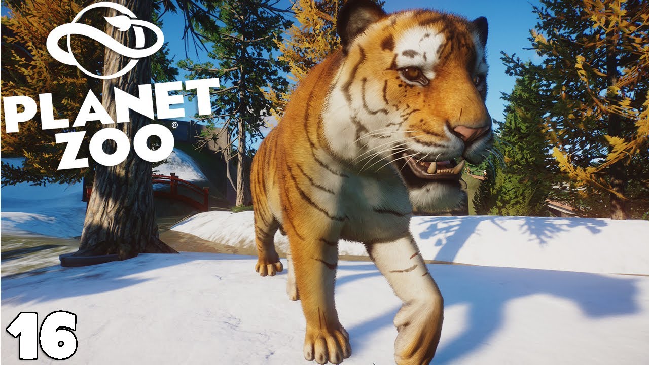 NOS PREMIERS TIGRES & LICENCIEMENT - PLANET ZOO - royleviking [FR HD PC]