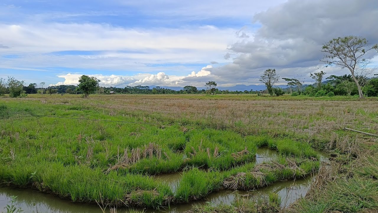 DAMAY TANAN DI KATANOM KAY WALAY TUBIG ULAN, A LIFE OF A RAINFED FARMER AT MARAMI PANG DAGA SA AMIN.