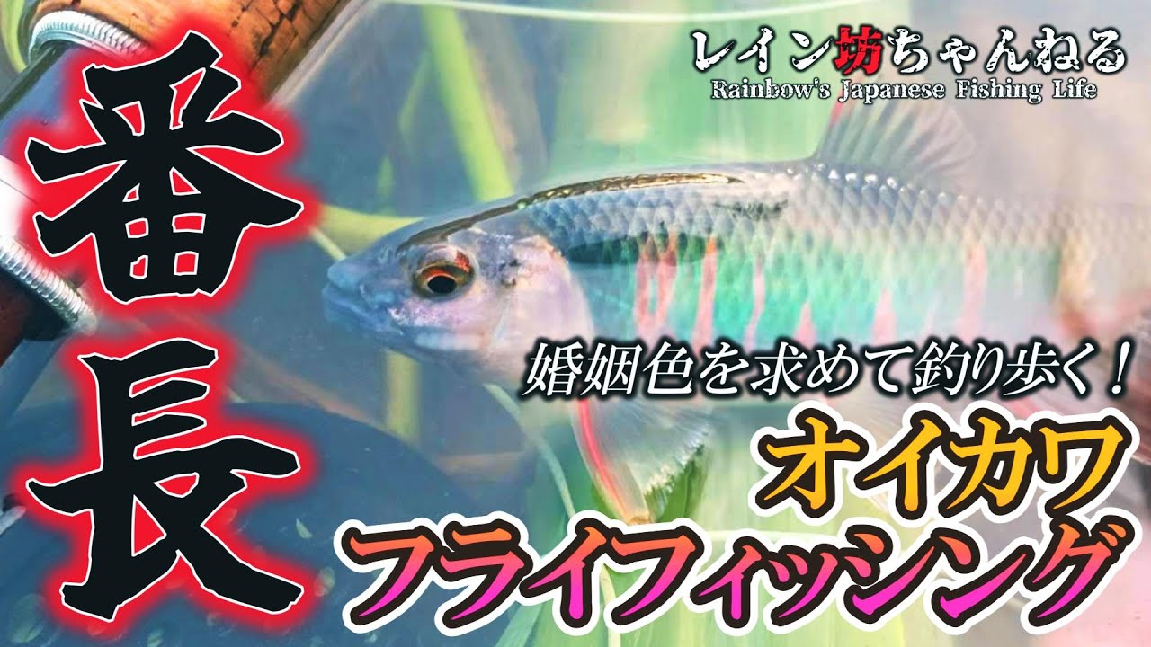 【オイカワ釣り】番長登場！？婚姻色を求めて釣り歩く！オイカワフライフィッシング【レイン坊ちゃんねる～Rainbow’ｓ Japanese Fishing Life～】