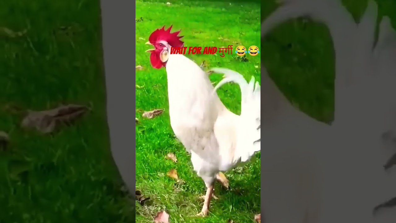 Rooster morning sound 