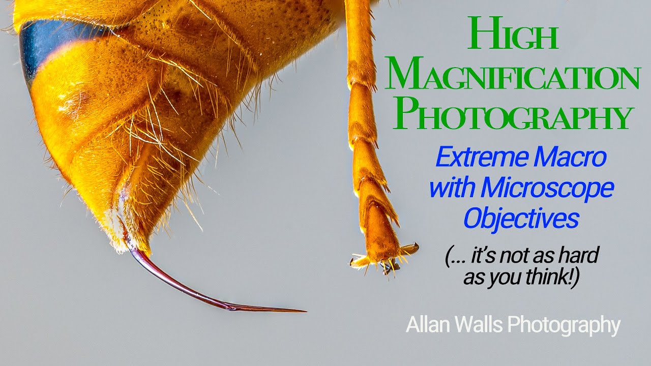 High Magnification Photography - Extreme Macro with Microscope Objectives