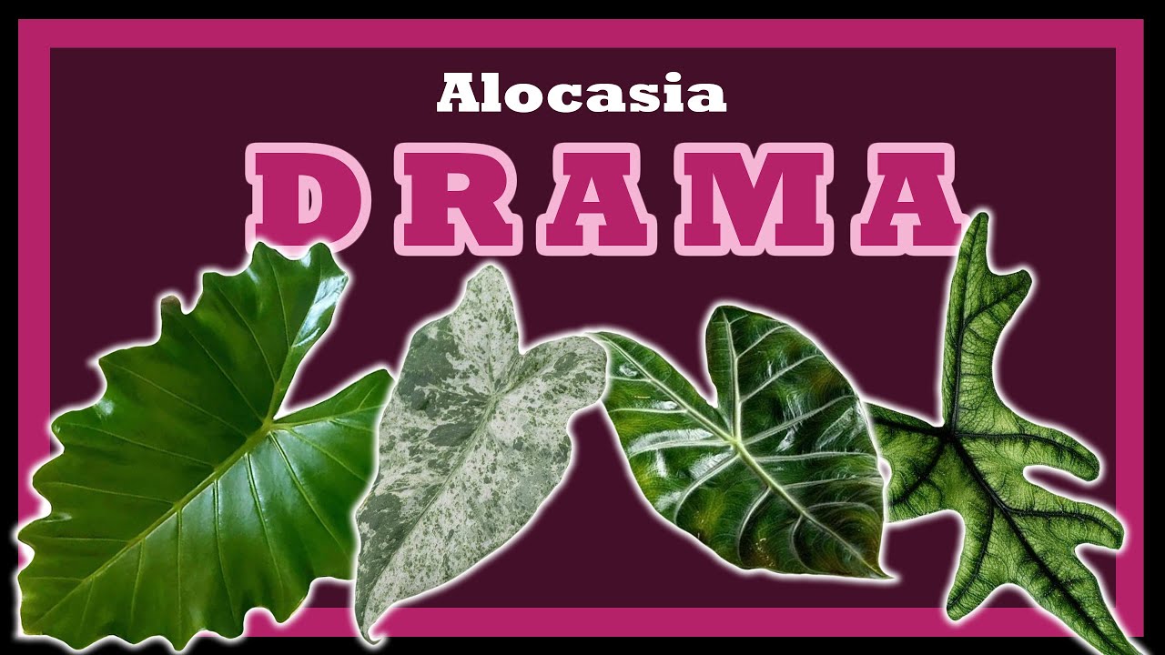 4 Controversial Alocasia
