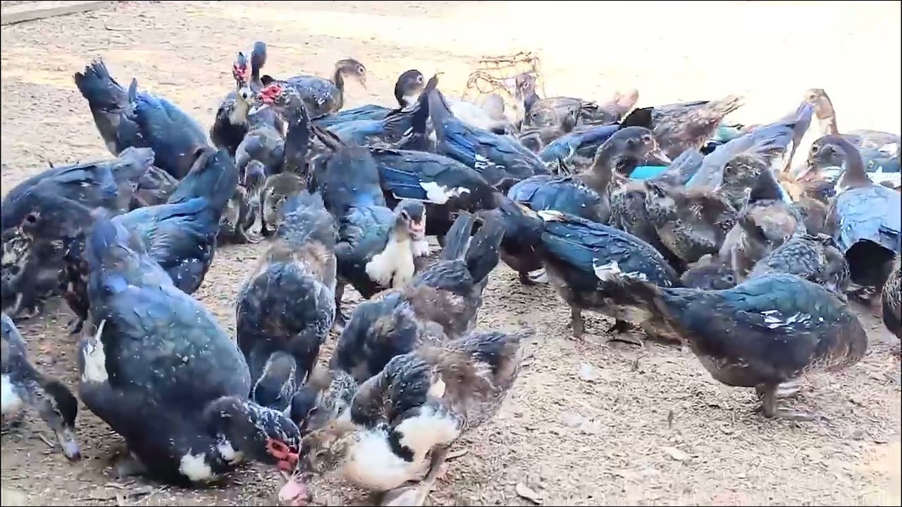 The ducks feeding only 3 months. #natureandanimals9999 