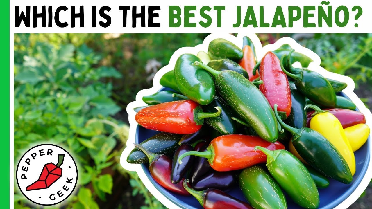 Which Is The BEST JALAPEÑO Pepper? Tasting 8 Varieties - Pepper Geek