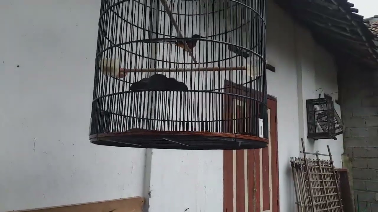 MURAI BATU FIGTERNYA BAGUS...