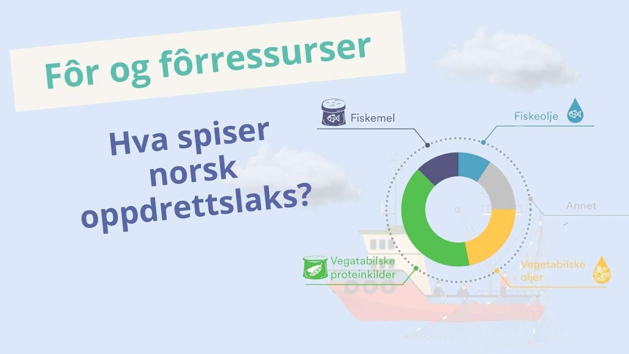 Hva spiser norsk oppdrettslaks? 🌱