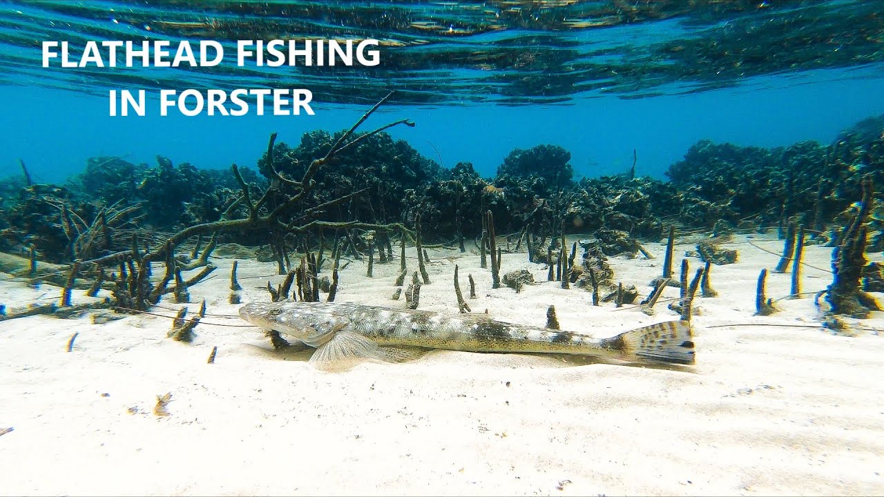 Flathead fishing with soft plastic lures in Forster