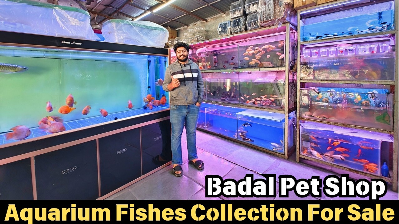 Badal Pet Shop Motinagar Delhi | Aquarium Fishes for Sale | Fish Market Tour Delhi 🐠#hmhobbyist