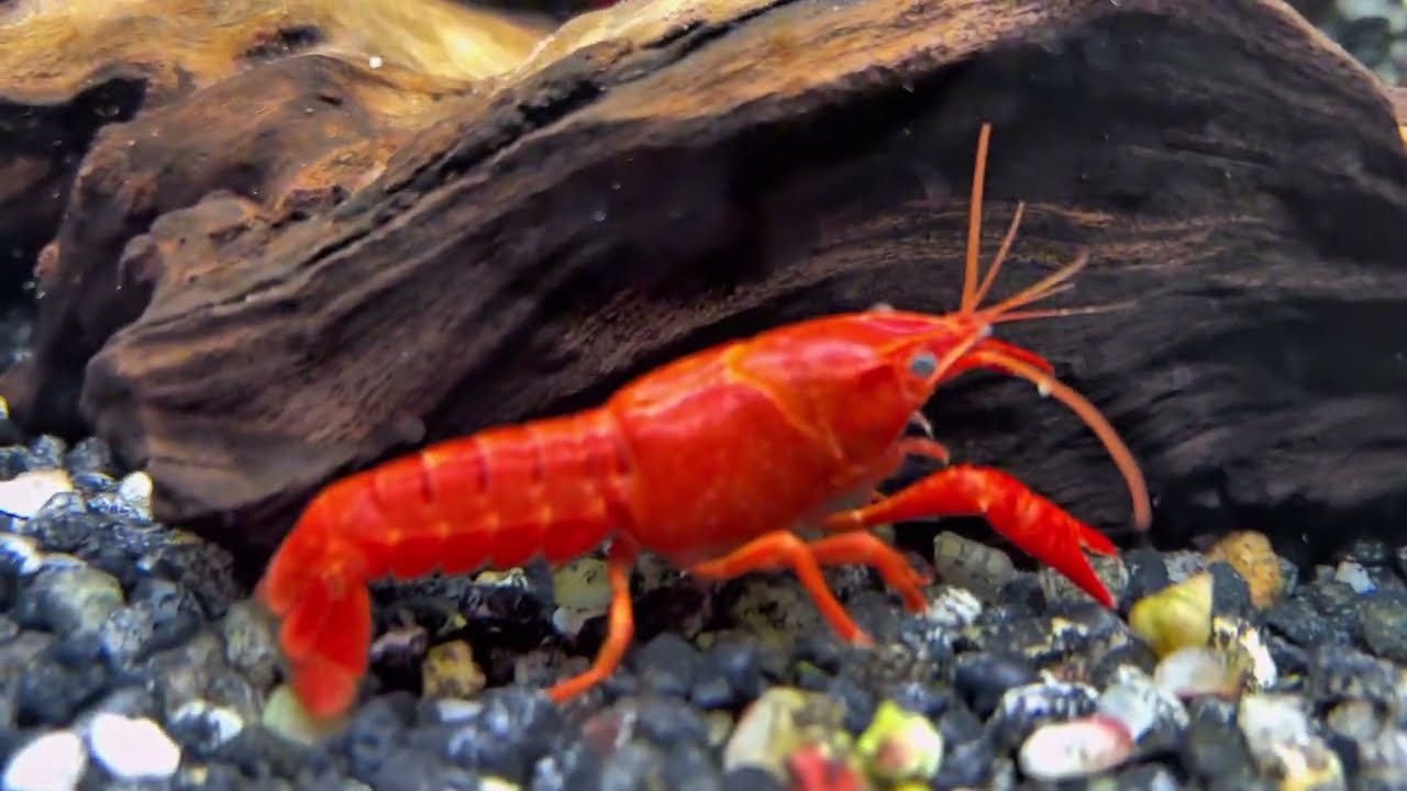Rare White & Red Freshwater Lobsters at the Aquarium Shop! Aussie