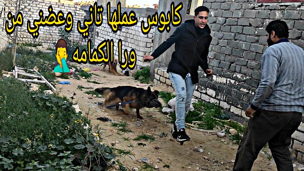 روحت لصاحبي عنده كلاب للبيع و كابوس عملها تاني وعضني من ورا الكمامه كلب راجل  مشاء الله
