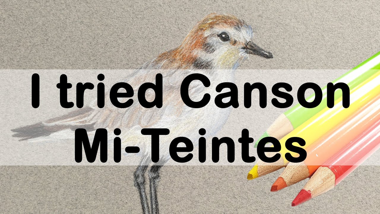 TRYING CANSON MI-TEINTES. Drawing a bird with polychromos colour pencils on pastel paper
