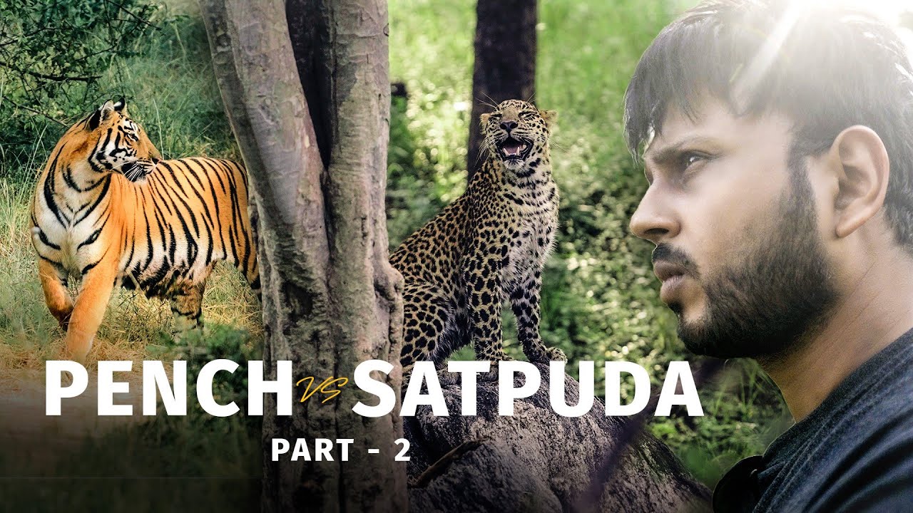 सर्वश्रेष्ठ टाइगर रिजर्व: पेंच और सतपुड़ा का रोमांचक मुकाबला? | Pench Vs Satpura tiger reserve