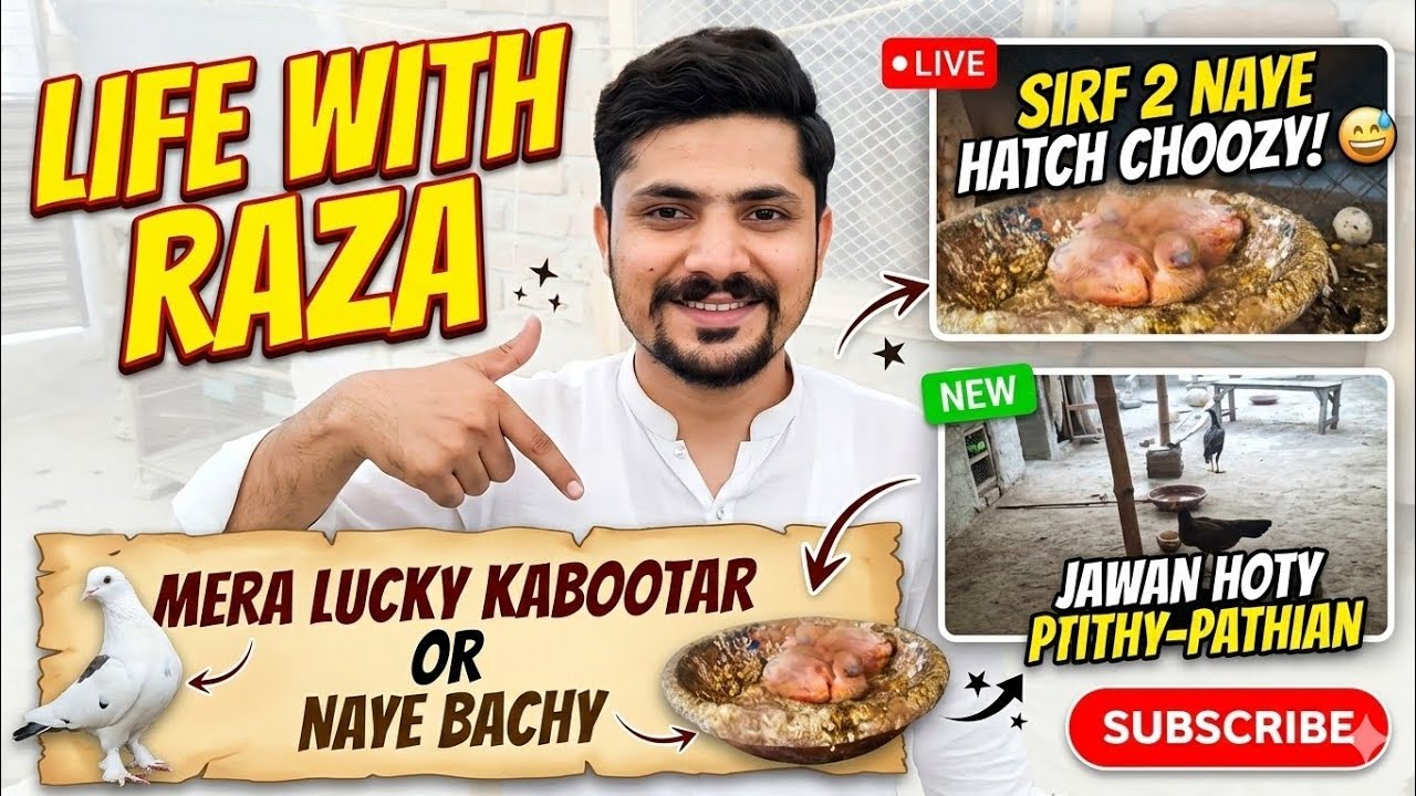 Mere Lucky Kabootar Ke Naye Bachay Nikal Aye! 🕊️ | Life With Raza