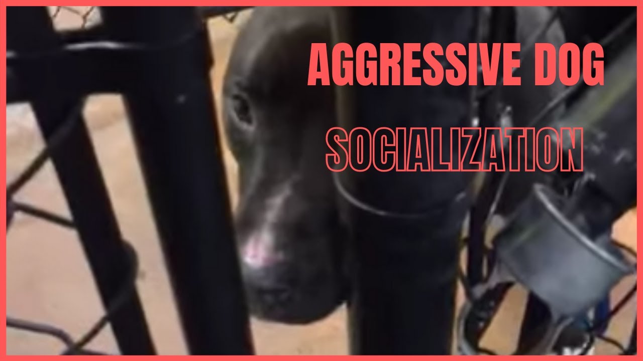 Dog Training | Aggressive dog socialization | Solid K9 Training Dog Training