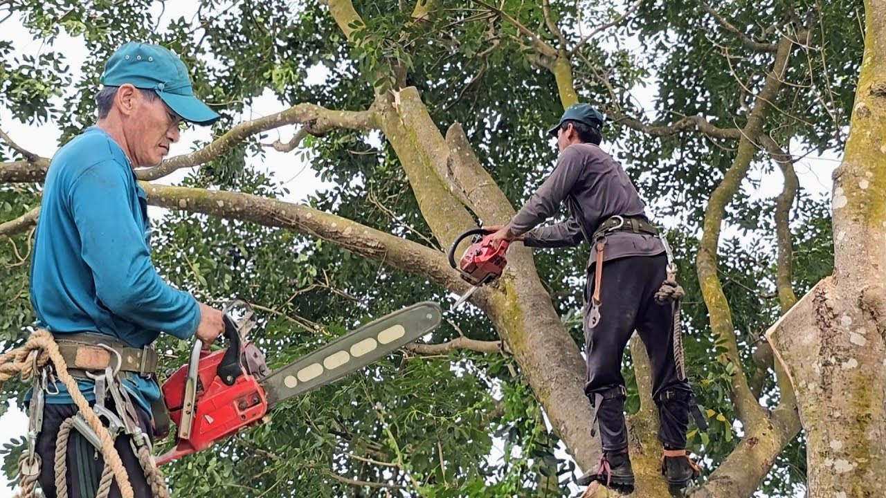 Cưa  cây  bach  đàn  với  cây  xà  cừ  , Cưa  cây  kỷ thuật cao