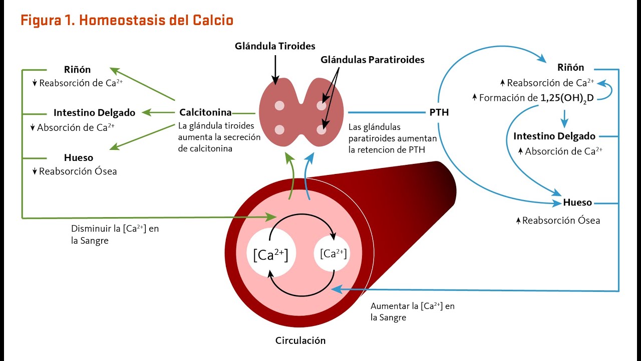 El Trío Poderoso: Vitamina D, Calcio y Magnesio