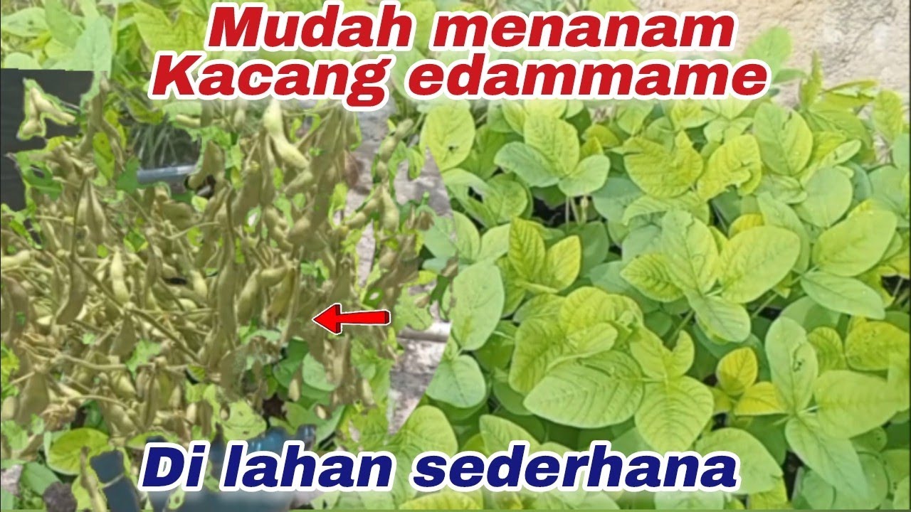 TAHAPAN PERTUMBUHAN KACANG EDAMAME !! BERTANI KACANG KEDELAI SEKALA HOBI DI AREA KECIL