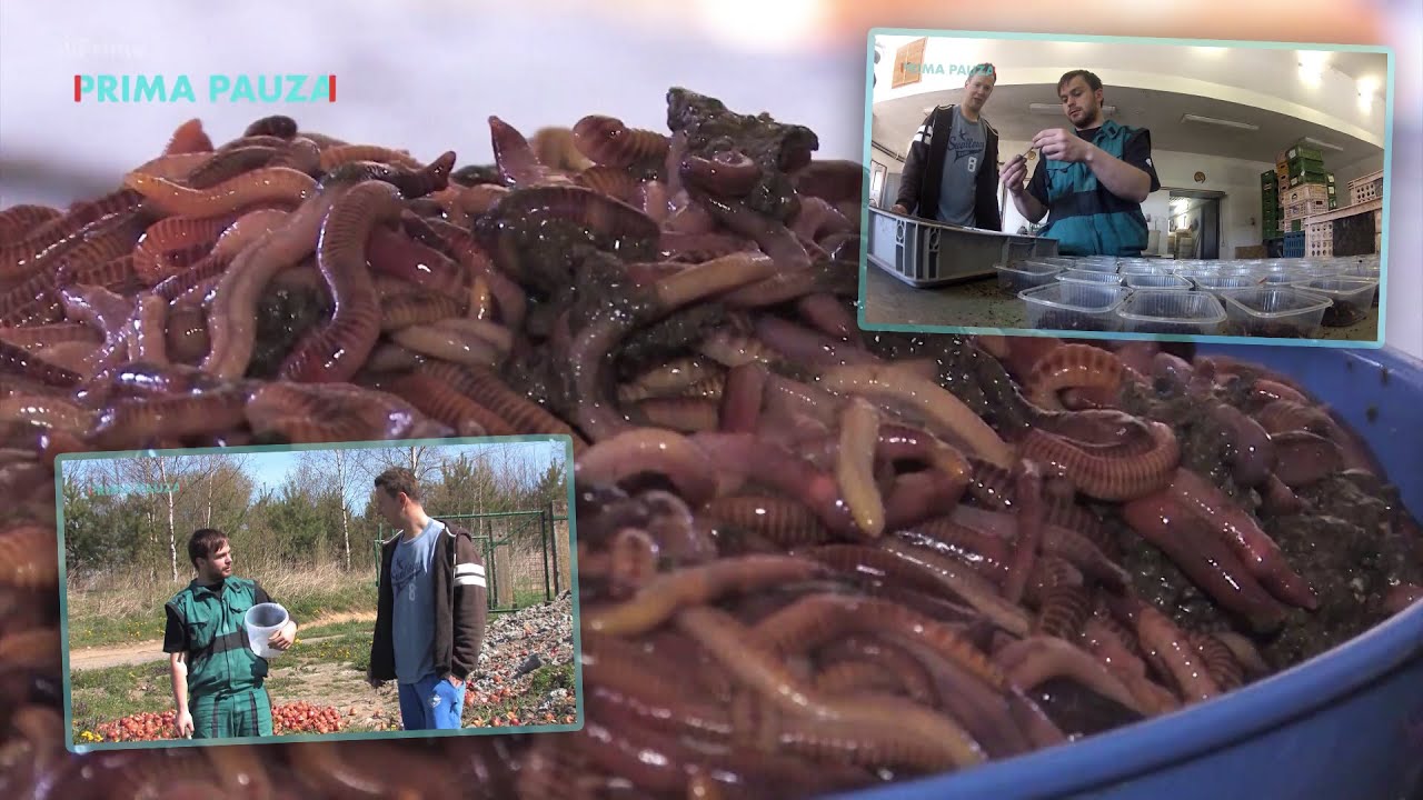 Těžká dřina: Žížalí farma: Překoná Roman Buťa svou fóbii z červů?