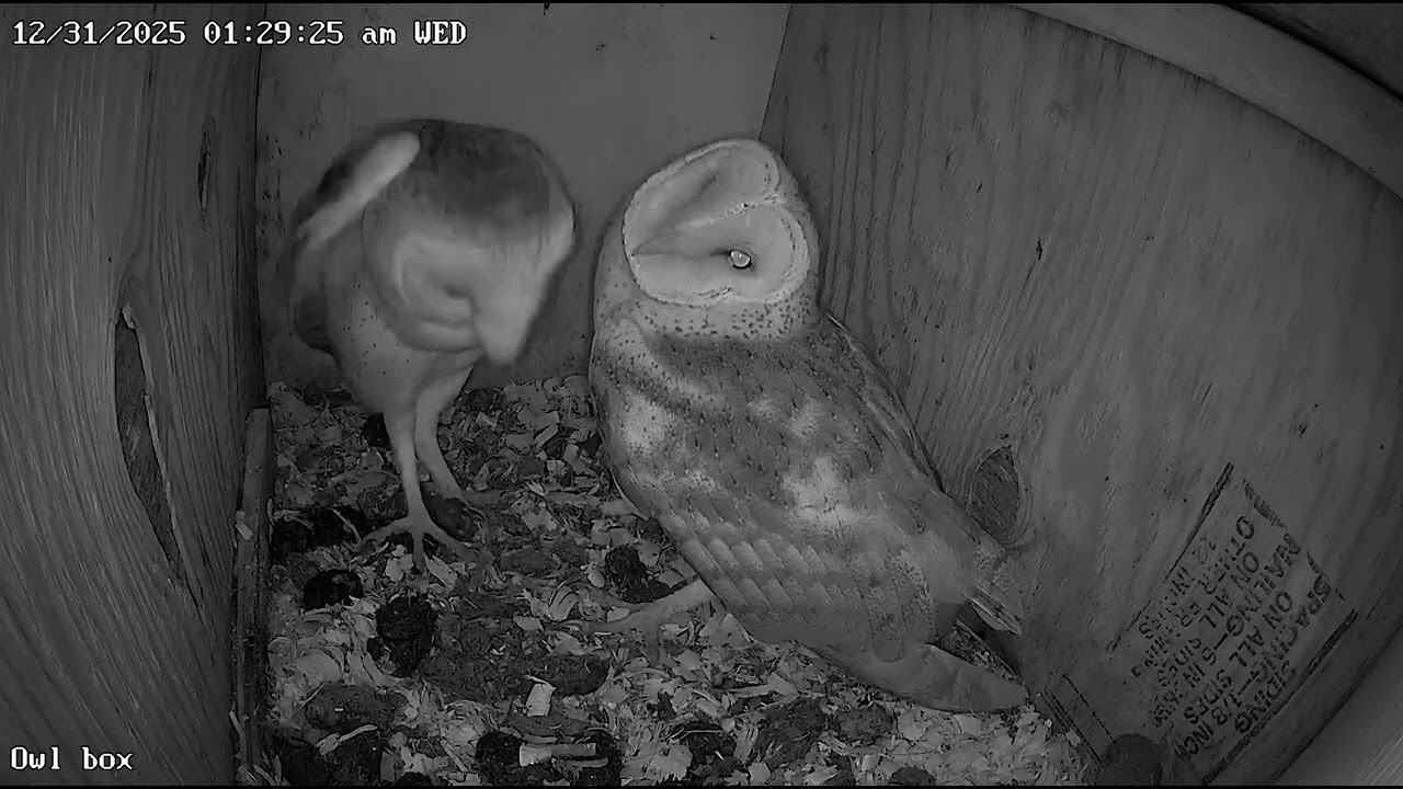 Owl smootchies on the last day of 2025!